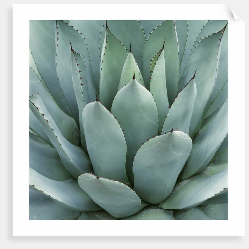 Agave Plant by Anonymous