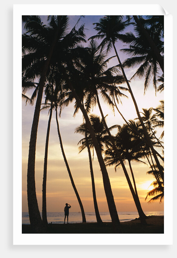 Palm Trees in Maldives by Anonymous