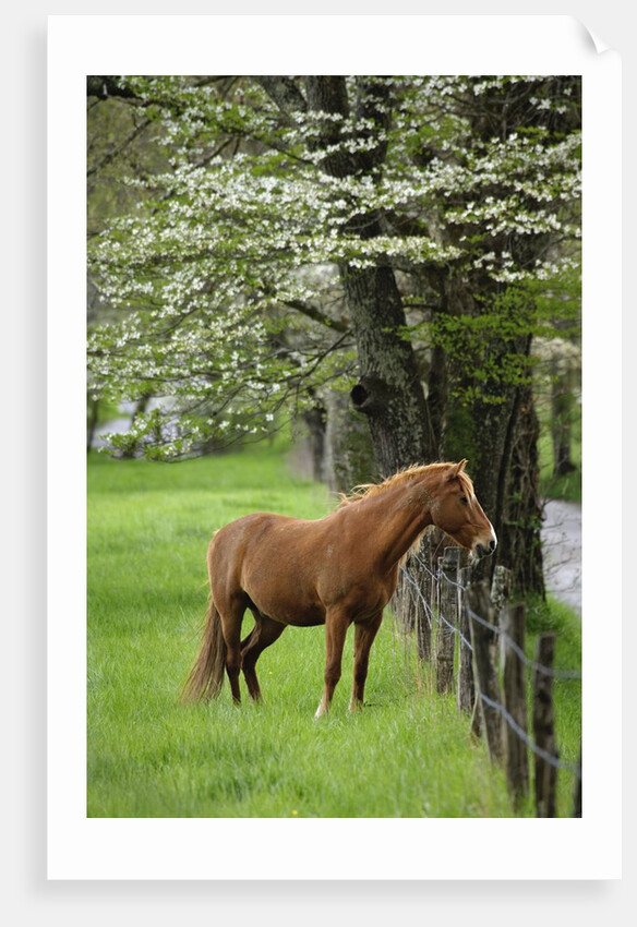 Horse Standing by Fence by Anonymous