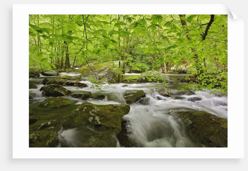 Middle Prong of the Little River by Anonymous