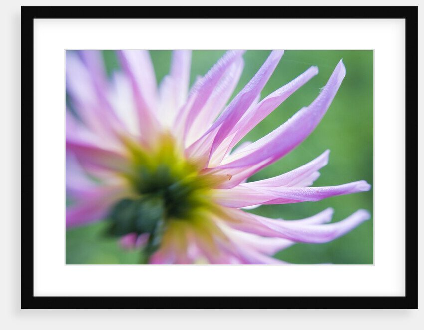 White and Pink Dahlia Flowers by Anonymous