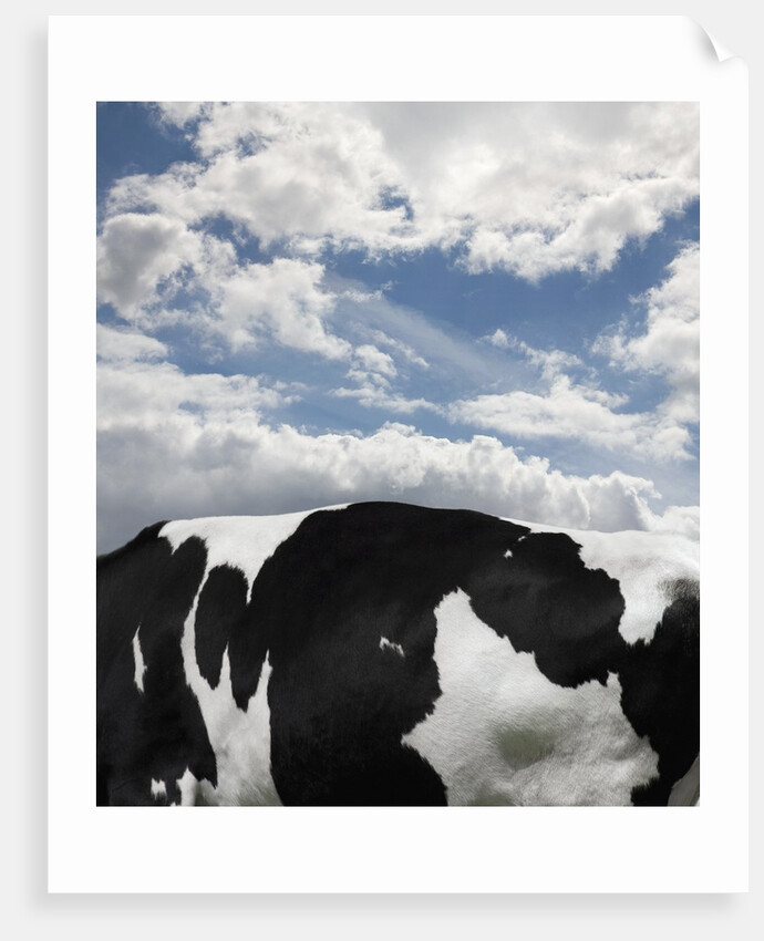 Cow and Sky Patterns by Anonymous