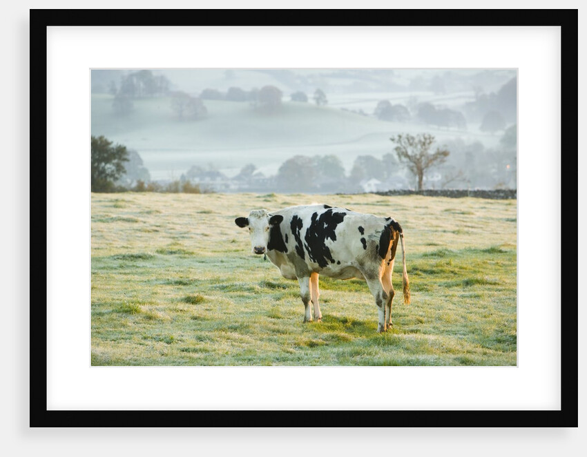 Friesen Cow Standing in Pasture by Anonymous