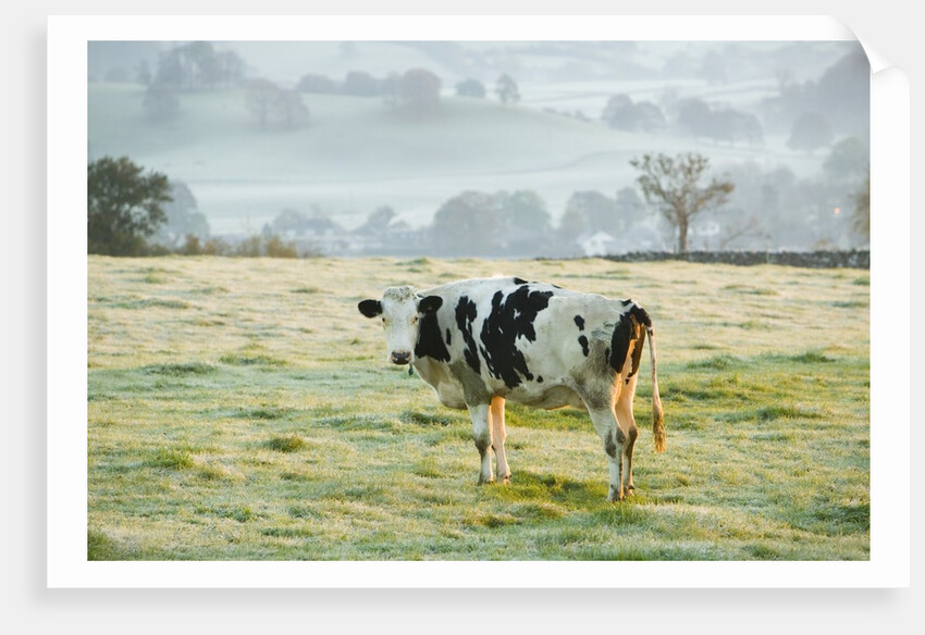 Friesen Cow Standing in Pasture by Anonymous