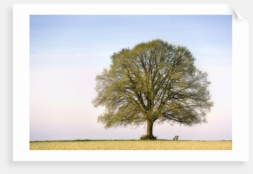 Oak Tree in a Field by Anonymous