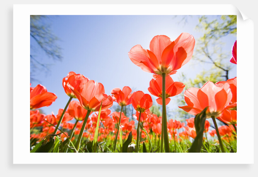 Red Tulips by Anonymous