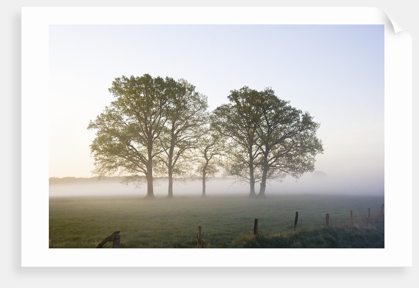 Oak Trees in a Pasture by Anonymous
