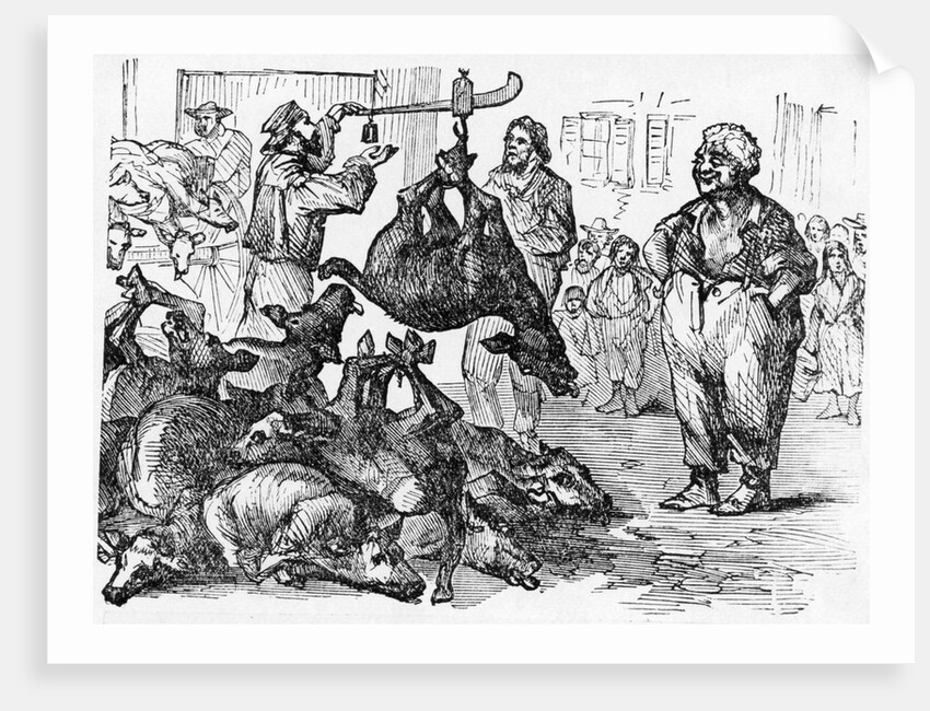 Half-Starved Calves Brought to the New York Meat Market by Anonymous
