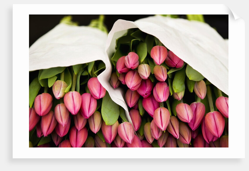 Pink Tulips Wrapped in Paper by Anonymous