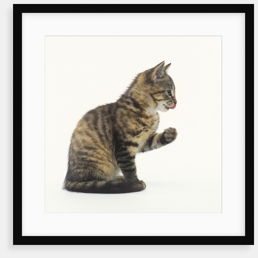 Tabby Kitten by Anonymous