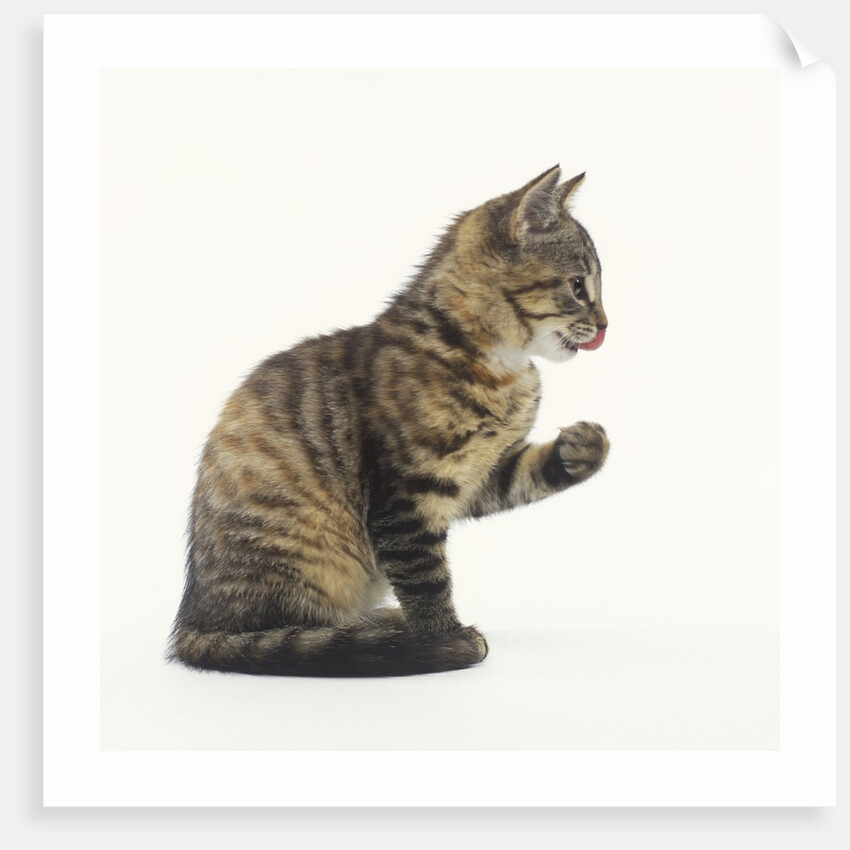 Tabby Kitten by Anonymous