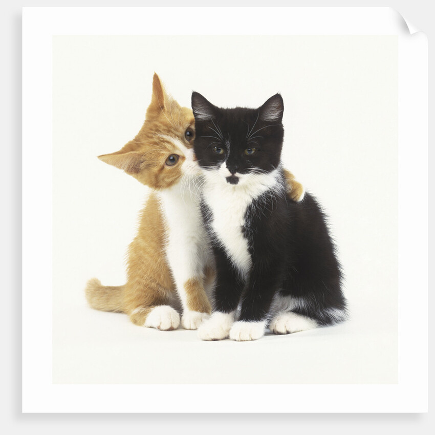 Black and Ginger Kittens Hugging by Anonymous