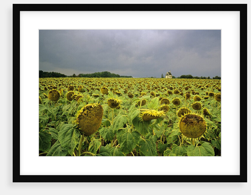 Field of Sunflowers by Anonymous