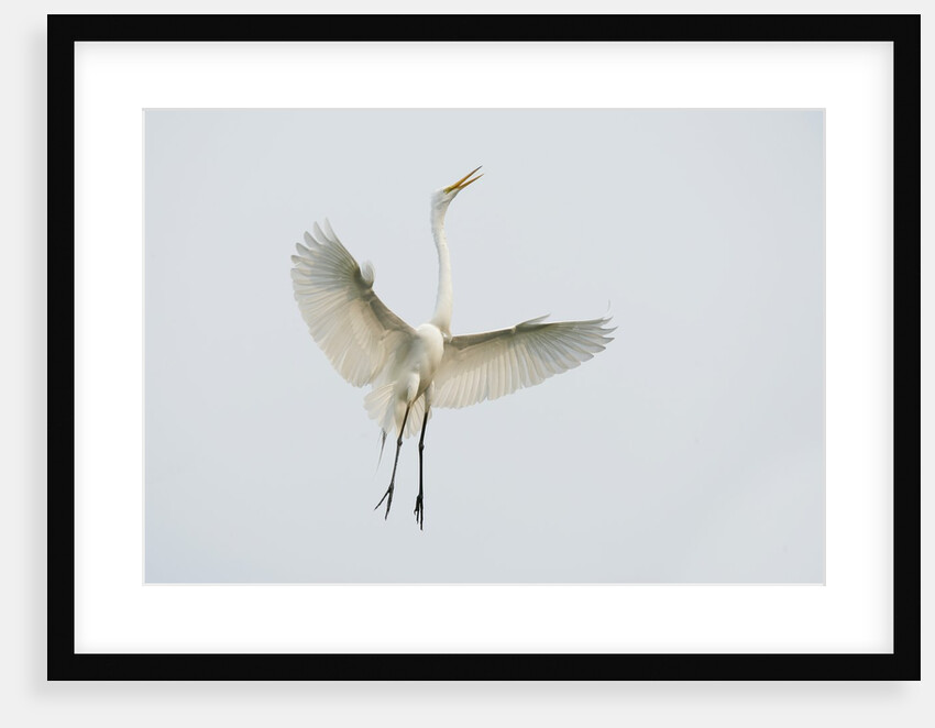 Great Egret Leaping by Anonymous