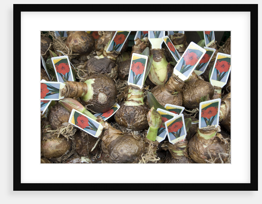 Flower Bulbs for Sale at the Bloemenmarkt by Anonymous