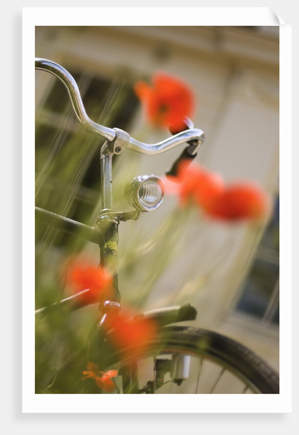 Old Bicycle and Flowers by Anonymous