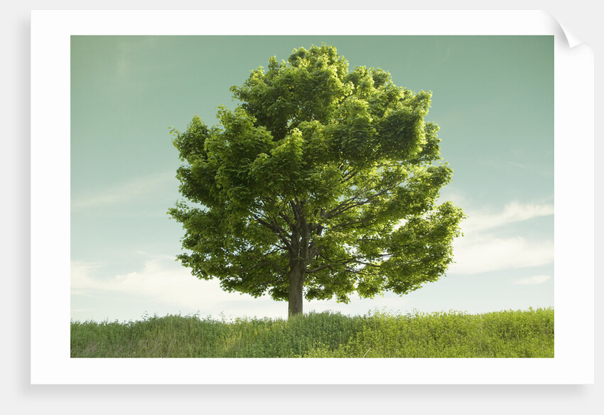 Tree in a Field by Anonymous