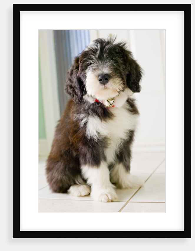 Bearded Collie Puppy by Anonymous
