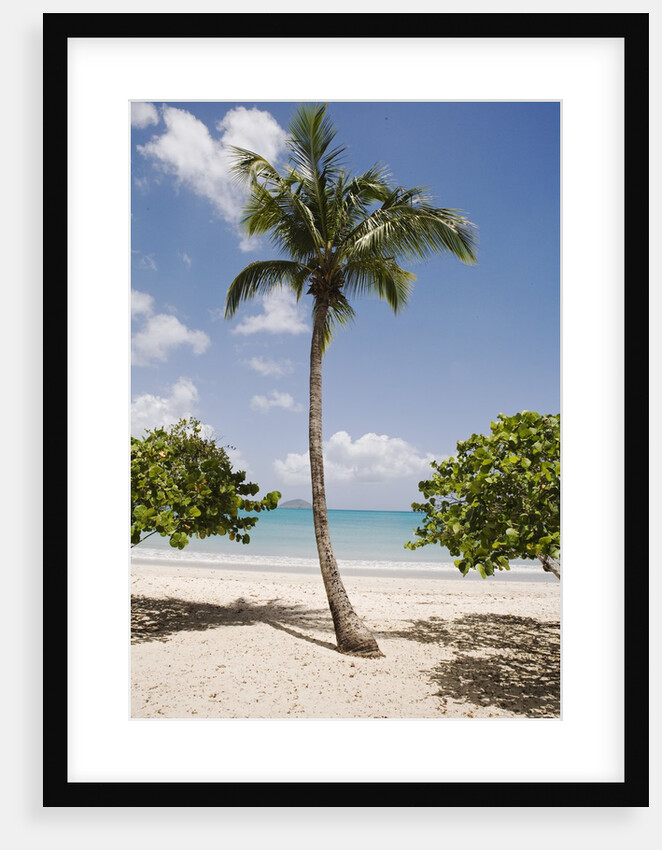 Palm Tree on Beach at Magens Bay by Anonymous