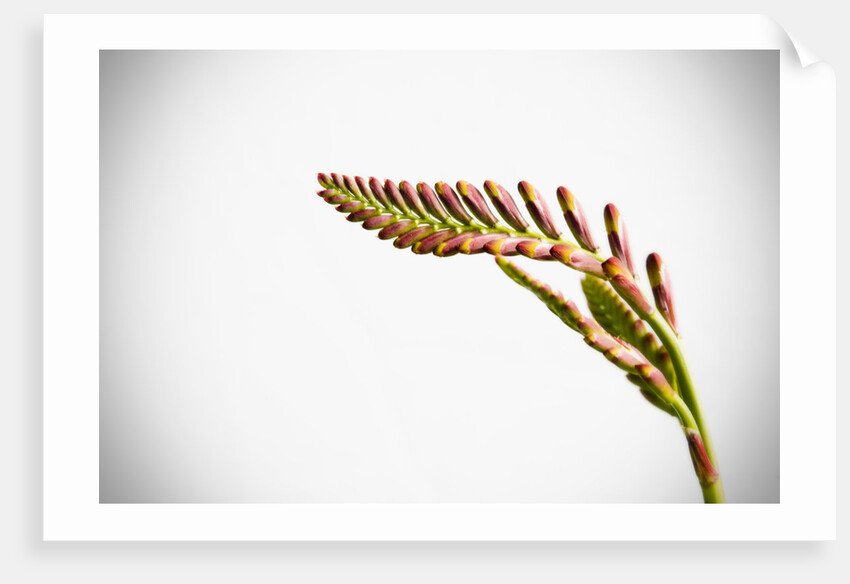 Crocosmia Flower by Anonymous