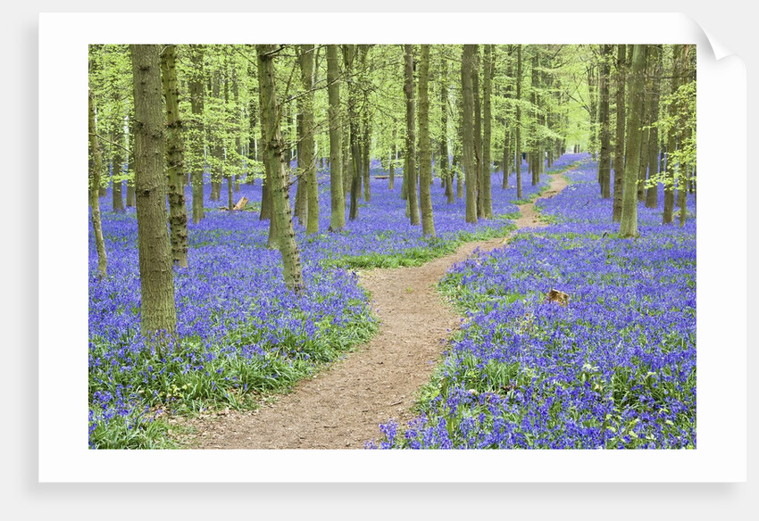 Path Winding Through Beech Forest and Bluebells by Anonymous