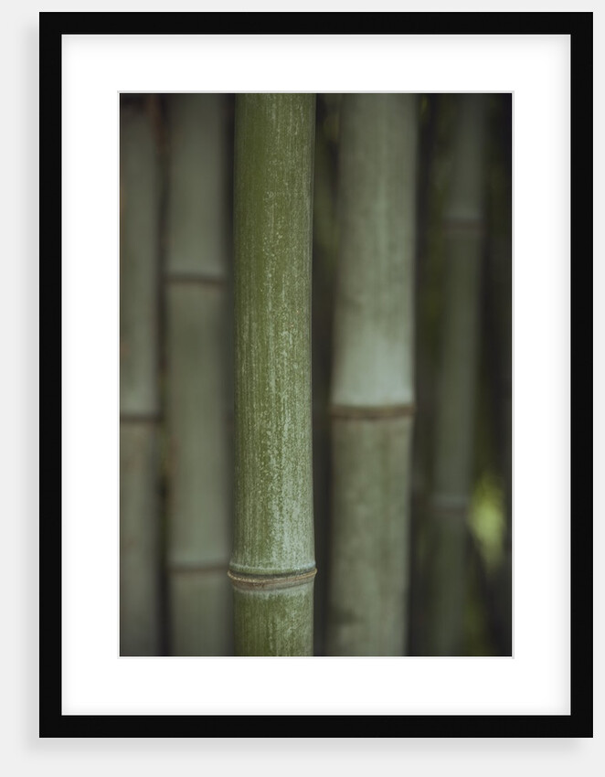 Bamboo by Anonymous