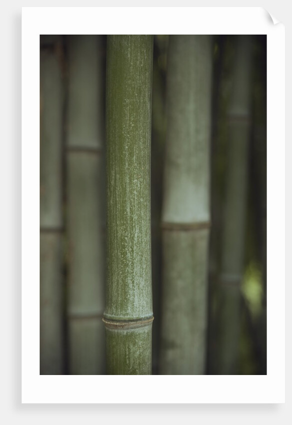 Bamboo by Anonymous