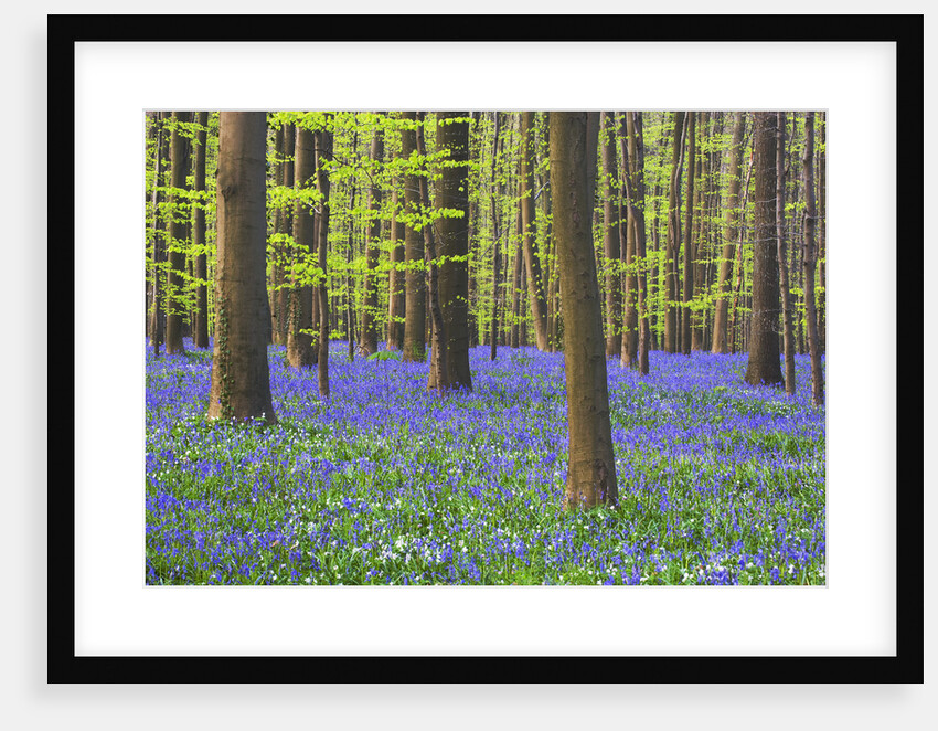 Bluebells Blooming in Beech Forest by Anonymous