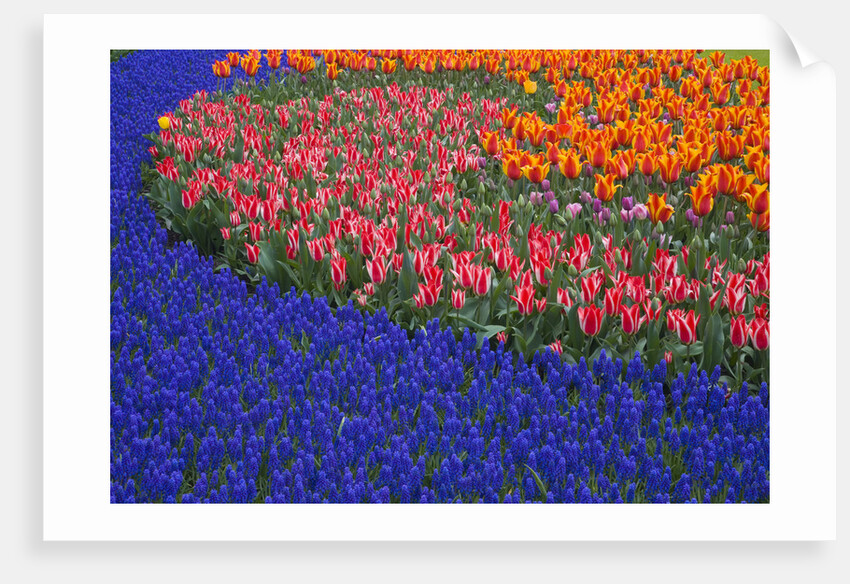 Grape Hyacinths and Tulips by Anonymous