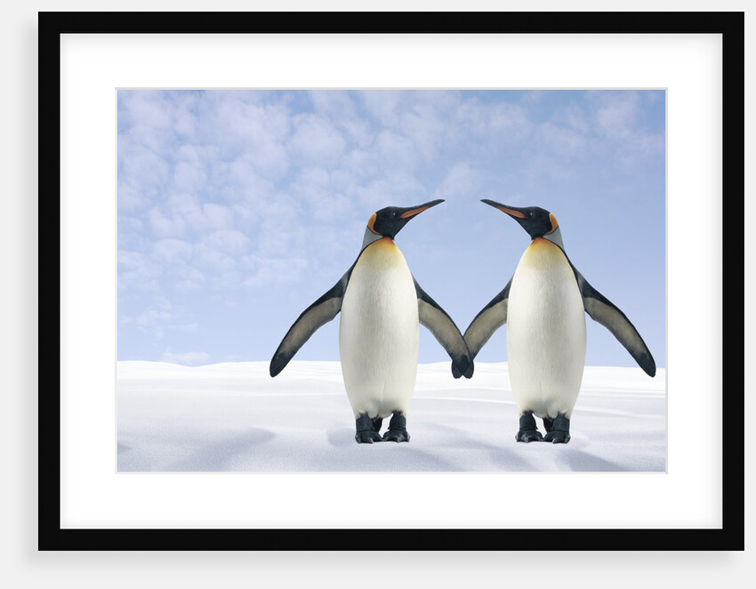 Two Penguins Holding Hands by Anonymous