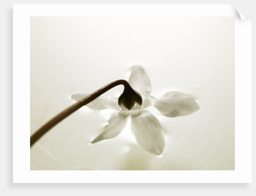 White Cyclamen by Anonymous