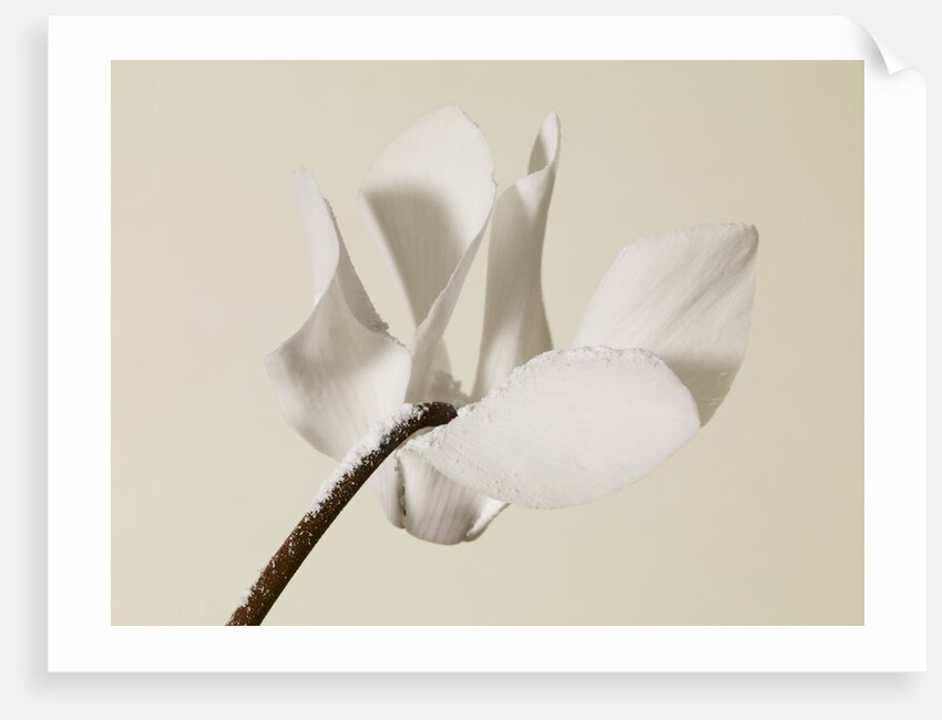 White Cyclamen by Anonymous