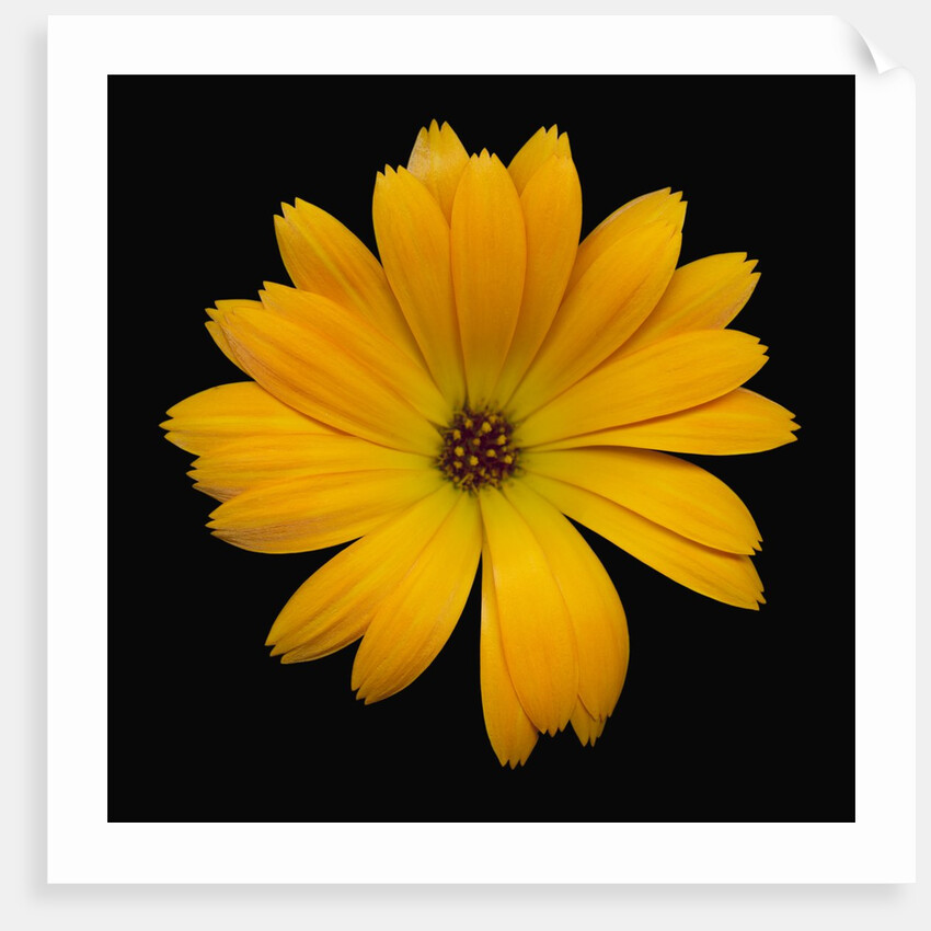 Yellow Crocus by Anonymous