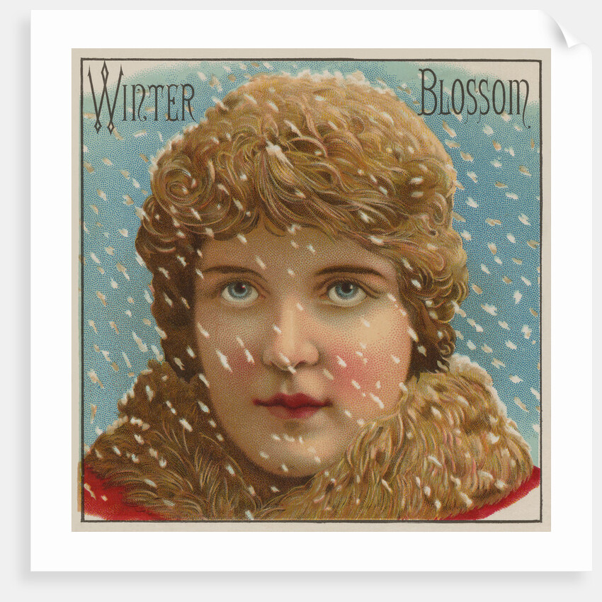 Winter Blossom Cigar Label by Anonymous