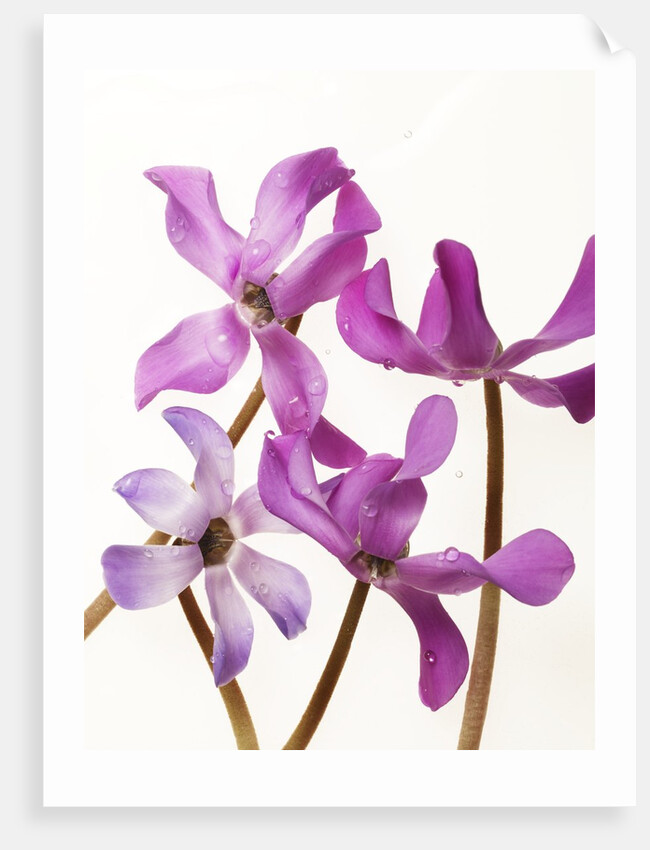 Purple Cyclamen by Anonymous