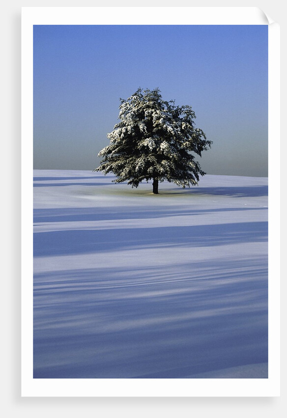 Tree in snow covered landscape by Anonymous