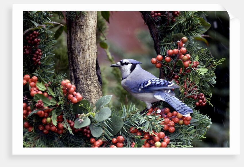 Blue Jay by Anonymous