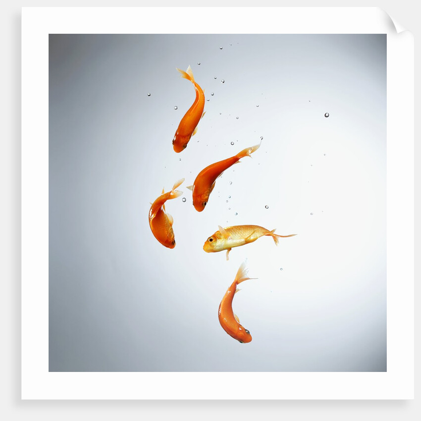 Five goldfish swimming with bubbles by Anonymous