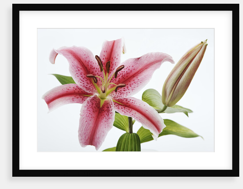 Stargazer Lily by Anonymous