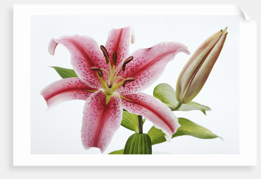 Stargazer Lily by Anonymous