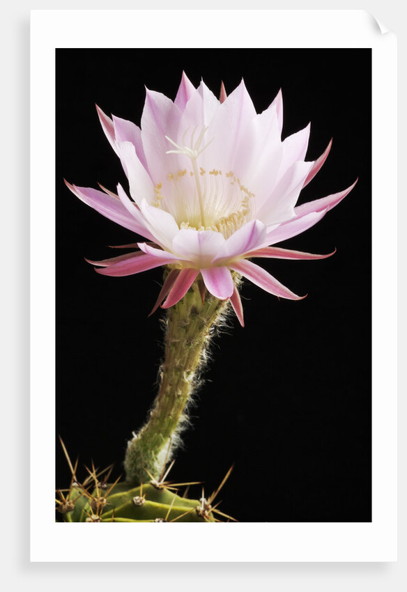 Cactus Flower by Anonymous