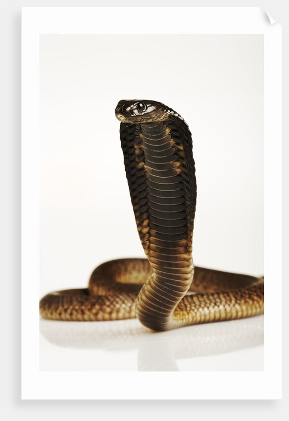 Moroccan Cobra by Anonymous