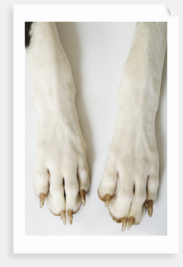 Great Dane Paws by Anonymous