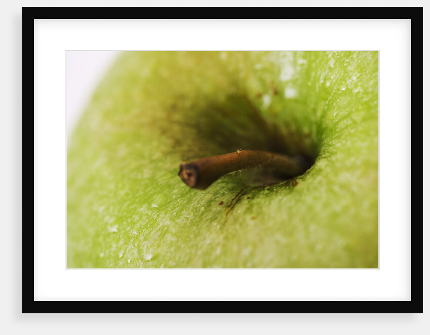 Apple Stem by Anonymous