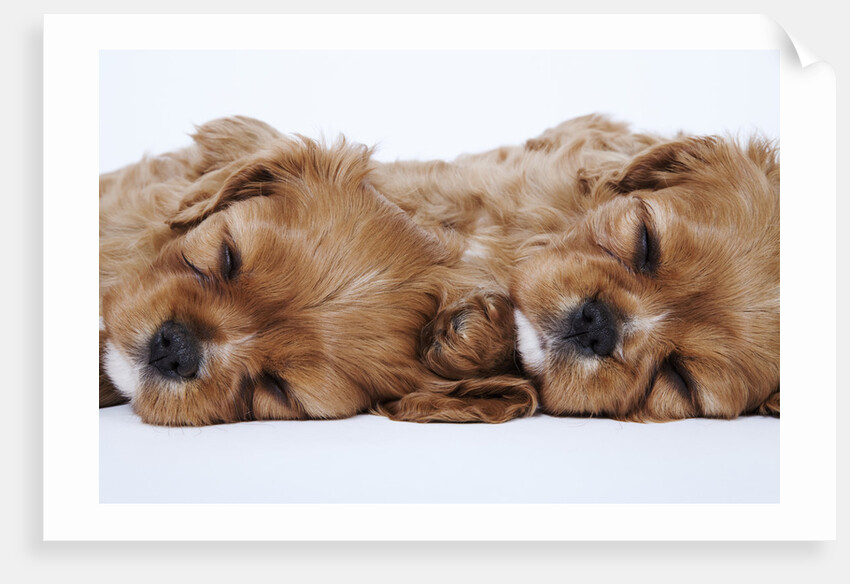 Cavalier King Charles Spaniel Puppies Lying Down by Anonymous