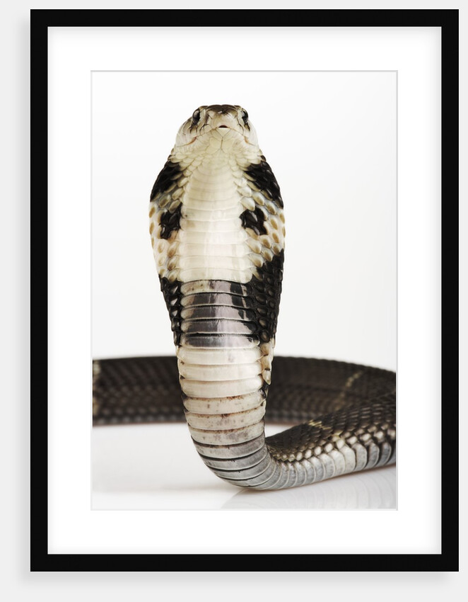 Chinese Cobra by Anonymous