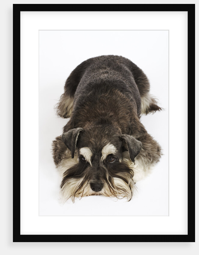 Miniature Schnauzer by Anonymous