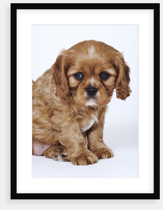 Cavalier King Charles Spaniel Puppy by Anonymous