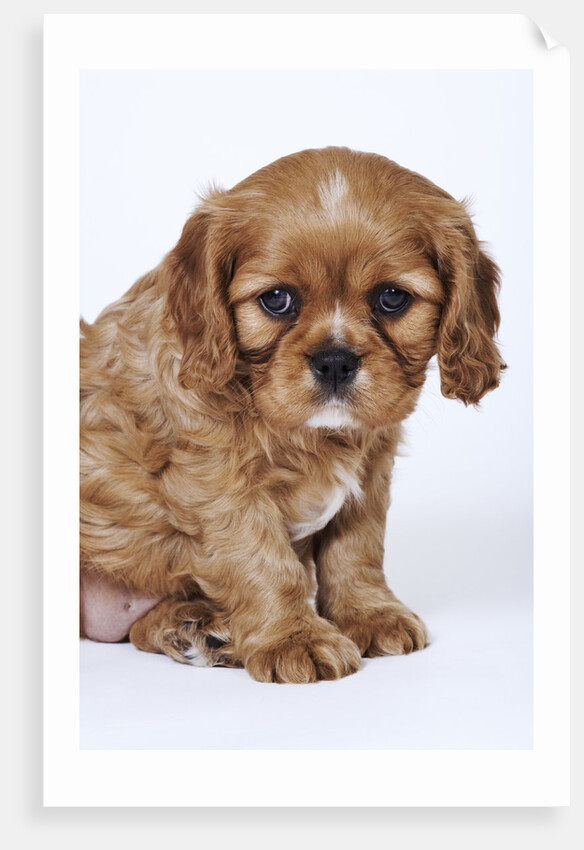 Cavalier King Charles Spaniel Puppy by Anonymous