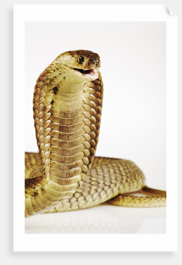 Snouted Cobra by Anonymous